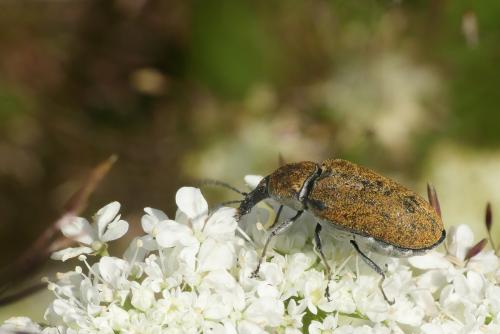 Réf. 232 958 : Mycterus curculioides